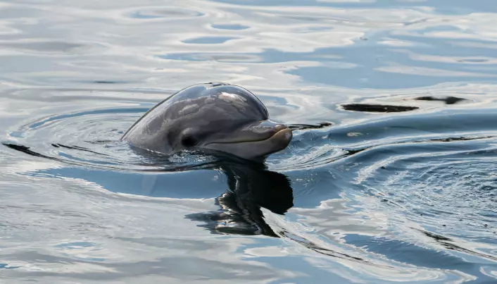 Forskere tror delfiner har navn på hverandre