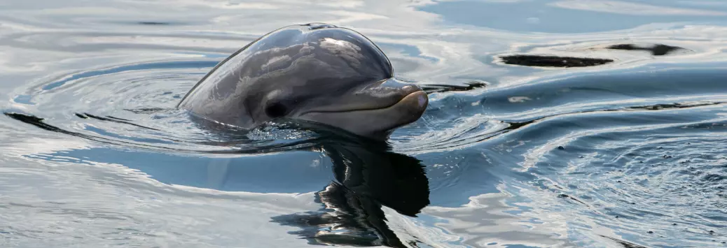Forskere tror delfiner har navn på hverandre
