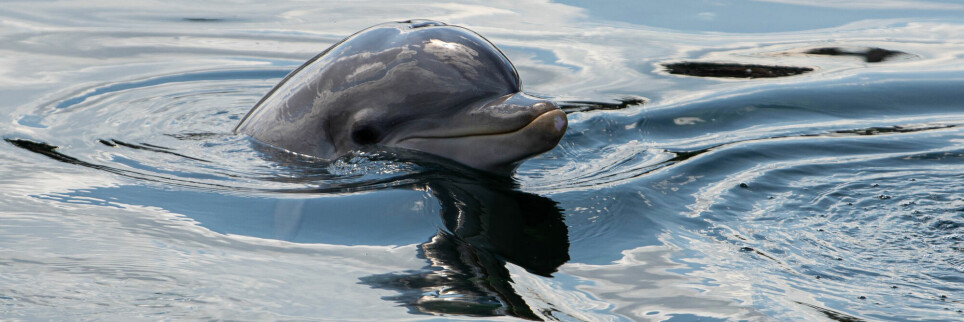 Tumlerdelfinene er veldig sosiale dyr.