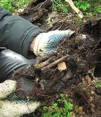 Soldatane ligg i myrområdet rundt den skogkledde Kaprolathøgda og nærliggande Hasselmannhøgda i Russland. I haust gjorde dykkarar funn av levningar i Kapanezsjøen. (Foto: Kaprolatkomiteen) Soldatane ligg i myrområdet rundt den skogkledde Kaprolathøgda og nærliggande Hasselmannhøgda i Russland. I haust gjorde dykkarar funn av levningar i Kapanezsjøen. (Foto: Kaprolatkomiteen)