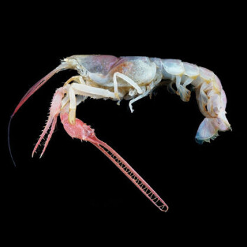 Blind dypvannshummer, tilhører en sjelden gruppe som kalles Thaumastochelopsis. (Foto: Tin-Yam Chan/National Taiwan Ocean University/Keelung/courtesy COML) Blind dypvannshummer, tilhører en sjelden gruppe som kalles Thaumastochelopsis. (Foto: Tin-Yam Chan/National Taiwan Ocean University/Keelung/courtesy COML)