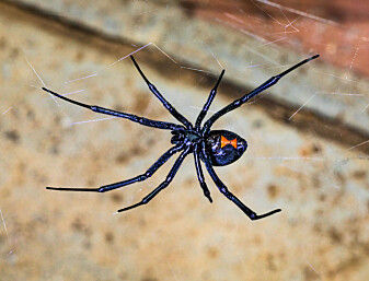 Er edderkopper virkelig skumle og farlige?