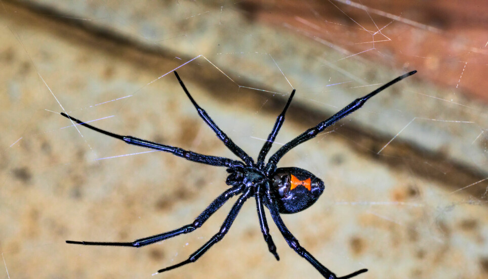 Selv den aller giftigste edderkoppen i verden, den sorte enken, biter oss veldig sjelden. Hvorfor er vi da så redde for edderkopper?