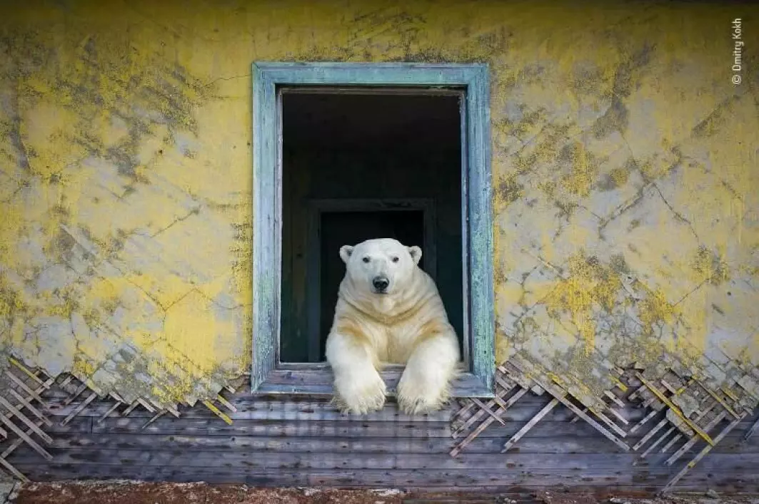 Det er for farlig å besøke spøkelsesbyen, så Dmitry Koch tok bildet av isbjørnen som slapper av med en drone.