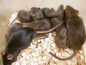 "Den klonede musen har bevist at den er fertil. Den har nå en egen ungeflokk, skapt på gamlemåten.(Foto: National Academy of Sciences, PNAS)" "Den klonede musen har bevist at den er fertil. Den har nå en egen ungeflokk, skapt på gamlemåten.(Foto: National Academy of Sciences, PNAS)"