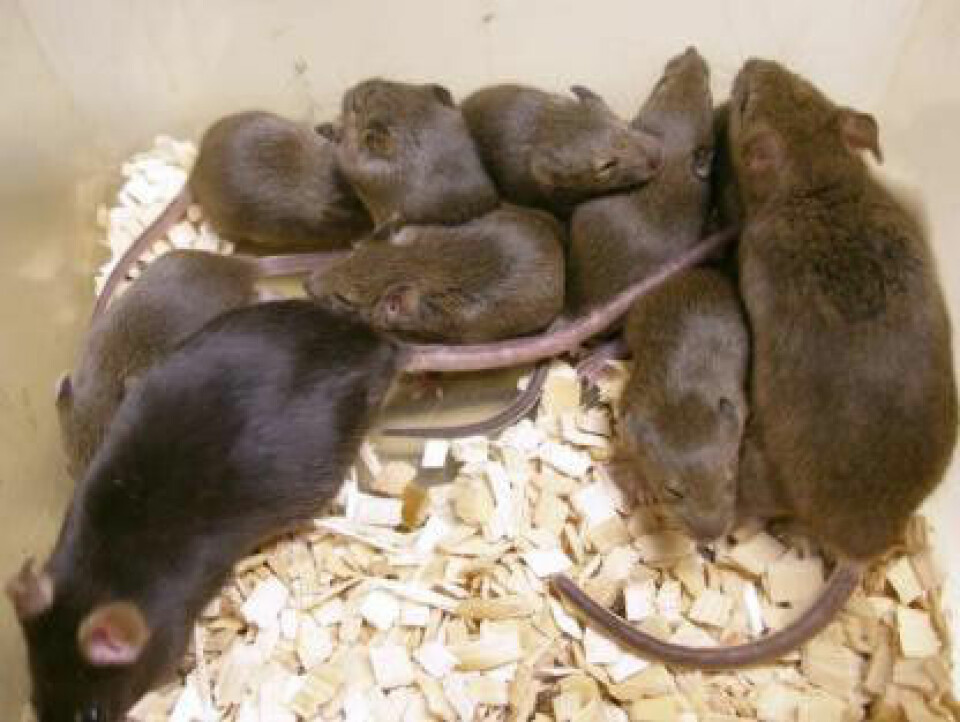 'Den klonede musen har bevist at den er fertil. Den har nå en egen ungeflokk, skapt på gamlemåten.(Foto: National Academy of Sciences, PNAS)'