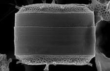 Algeklassen diatomerer bor i glasshus og er effektive til å binde CO2. (Foto: Frede Thingstad) Algeklassen diatomerer bor i glasshus og er effektive til å binde CO2. (Foto: Frede Thingstad)