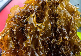 What scientists know about iodine in seaweed