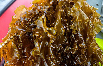 What scientists know about iodine in seaweed