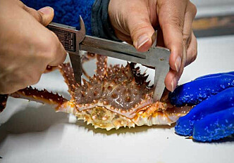 Can feeding small red king crabs become an industry for the future?