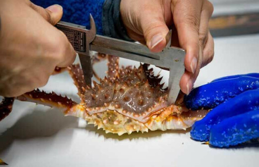 Can feeding small red king crabs become an industry for the future?