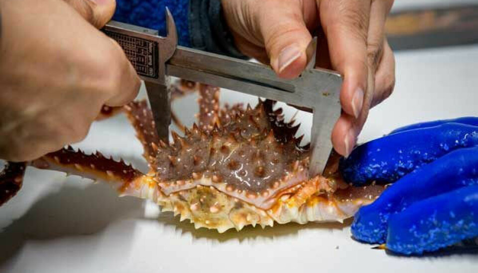 The weight and size of the farmed crabs are carefully recorded throughout the entire process.