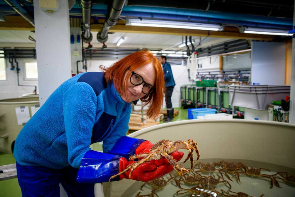 Project Manager Grete Lorentzen says that the results show the crabs are growing well and seem to be thriving; after two years, the crabs increased from about 500 to 800-1,000 grams.