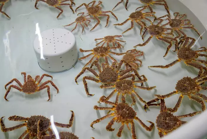 The small crabs are growing well in the tanks at the Aquaculture Research Station in Tromsø.  Grete Lorentzen therefore believes that feeding small red king crabs can become a future industry.