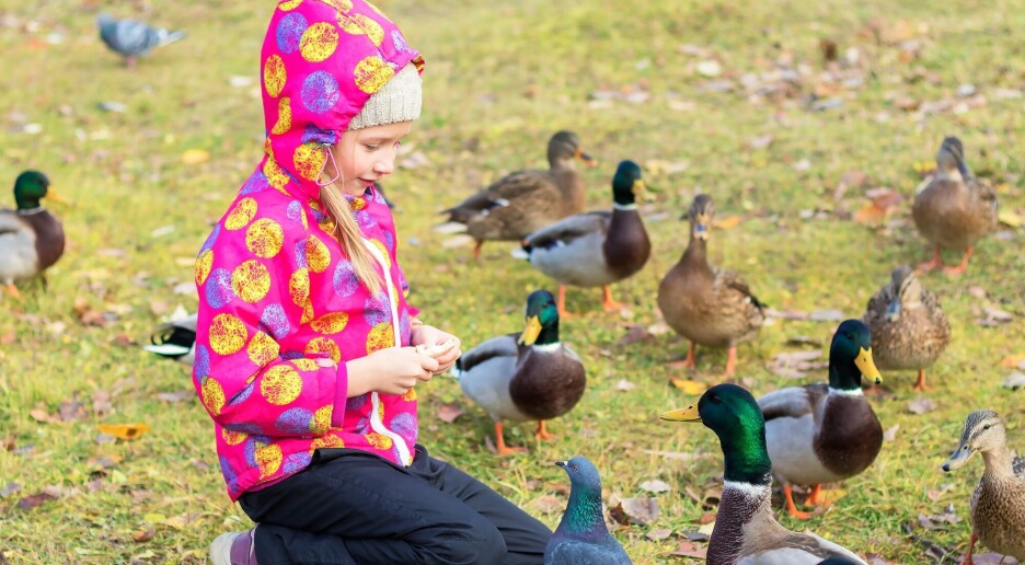 Hvorfor spiser vi ikke stokkender?