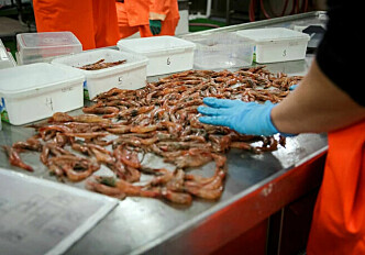 Dramatic decline in shrimp population