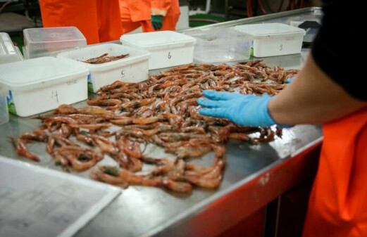 Dramatic decline in shrimp population
