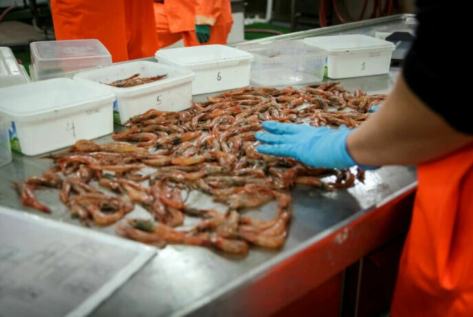 Shrimp catch from the Barents Sea is sorted.