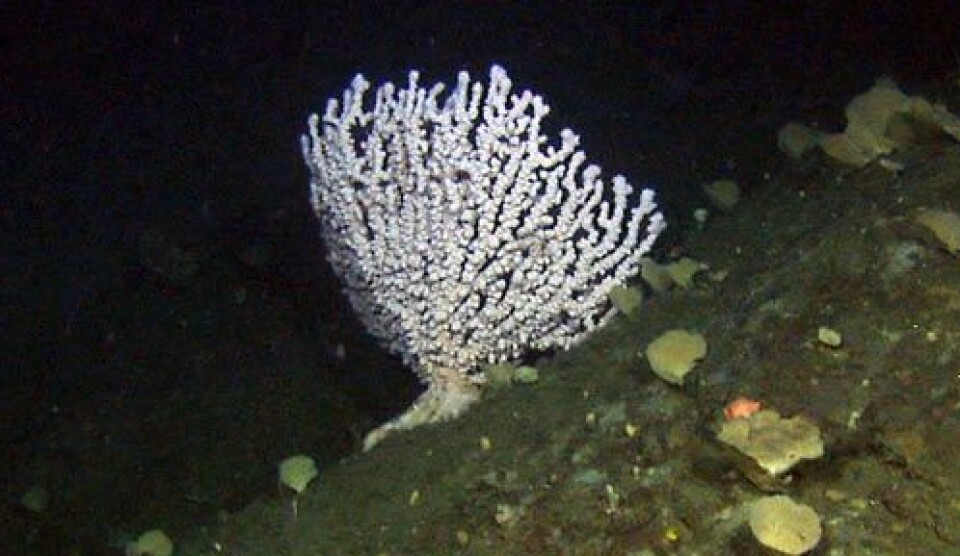 Isidella-korall. (Foto: Mareano)