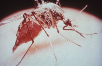 I følge verdens helseorganisasjon dør to barn i minuttet av malaria. I følge verdens helseorganisasjon dør to barn i minuttet av malaria.