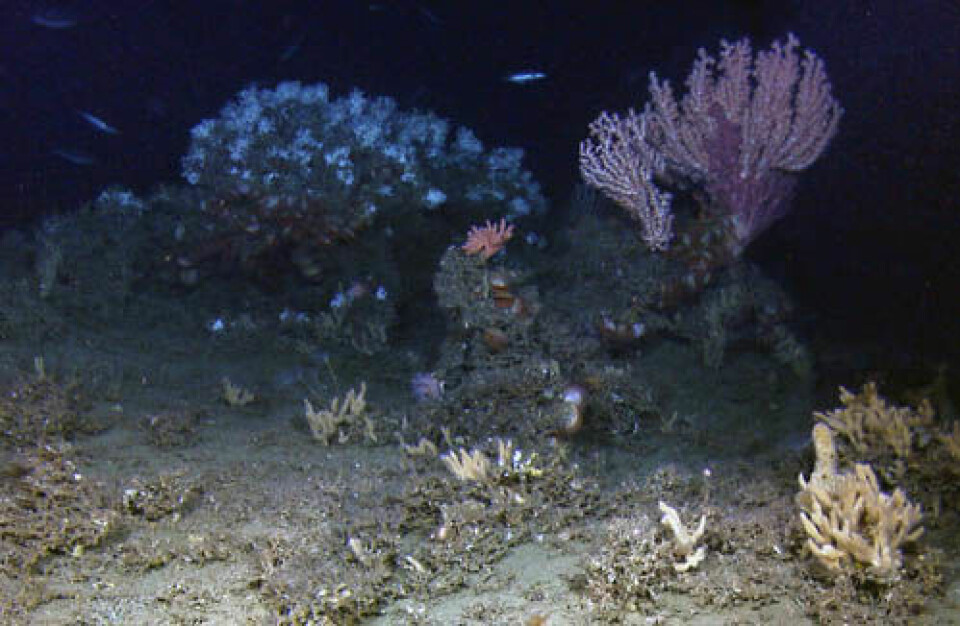 Her er ett av de nyoppdagede korallrevene. Levende lopheliakorall ses i bakgrunnen. Det er disse som bygger revene. Til høyre et sjøtre. (Foto: Mareano)