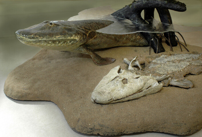 En modell av Tiktaalik roseae i det forskerne tror kan ha vært dyrets miljø for rundt 375 millioner år siden.(Modell: Tyler Keillor, Foto: Beth Rooney) En modell av Tiktaalik roseae i det forskerne tror kan ha vært dyrets miljø for rundt 375 millioner år siden.(Modell: Tyler Keillor, Foto: Beth Rooney)