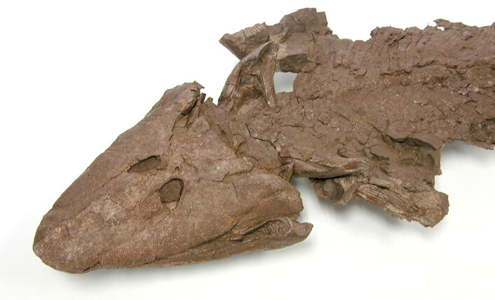 Anatomien til skallen på Tiktaalik roseae dokumenterer hvordan livet gikk fra vann til land. (Foto: Ted Daeschler) Anatomien til skallen på Tiktaalik roseae dokumenterer hvordan livet gikk fra vann til land. (Foto: Ted Daeschler)