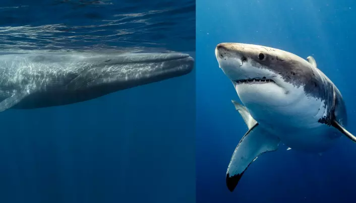 Hvem vinner slåsskamp mellom en livsfarlig hvithai og en enorm blåhval?
