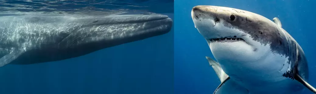 Hvem vinner slåsskamp mellom en livsfarlig hvithai og en enorm blåhval?