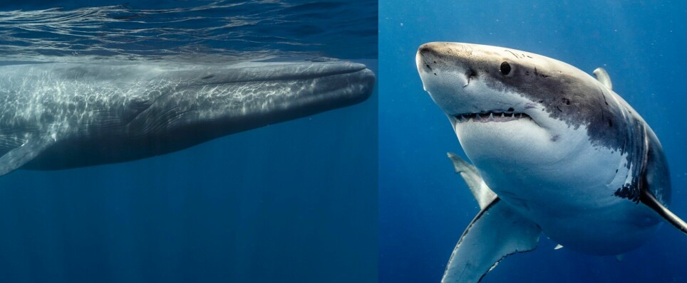 Når en hai og en hval slåss, er det en kamp på liv og død.
