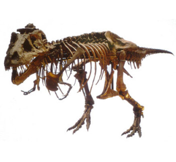 "Går det ikke an å få tak i mykt vev og biomolekyler fra dinosaurer likevel?" "Går det ikke an å få tak i mykt vev og biomolekyler fra dinosaurer likevel?"