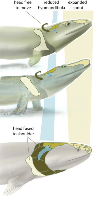 En ny studie av Tiktaalik roseae (i midten) viser overgangen fra fisk som Eusthenopteron (nederst) og dyr med begynnende bein, som Acanthostega (nederst).(Illustrasjon: Kalliopi Monoyios) En ny studie av Tiktaalik roseae (i midten) viser overgangen fra fisk som Eusthenopteron (nederst) og dyr med begynnende bein, som Acanthostega (nederst).(Illustrasjon: Kalliopi Monoyios)
