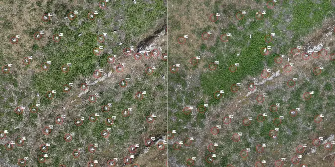 Dronebilder fra Geitholmen 15. mai (til venstre) og 22. mai (til høyre).