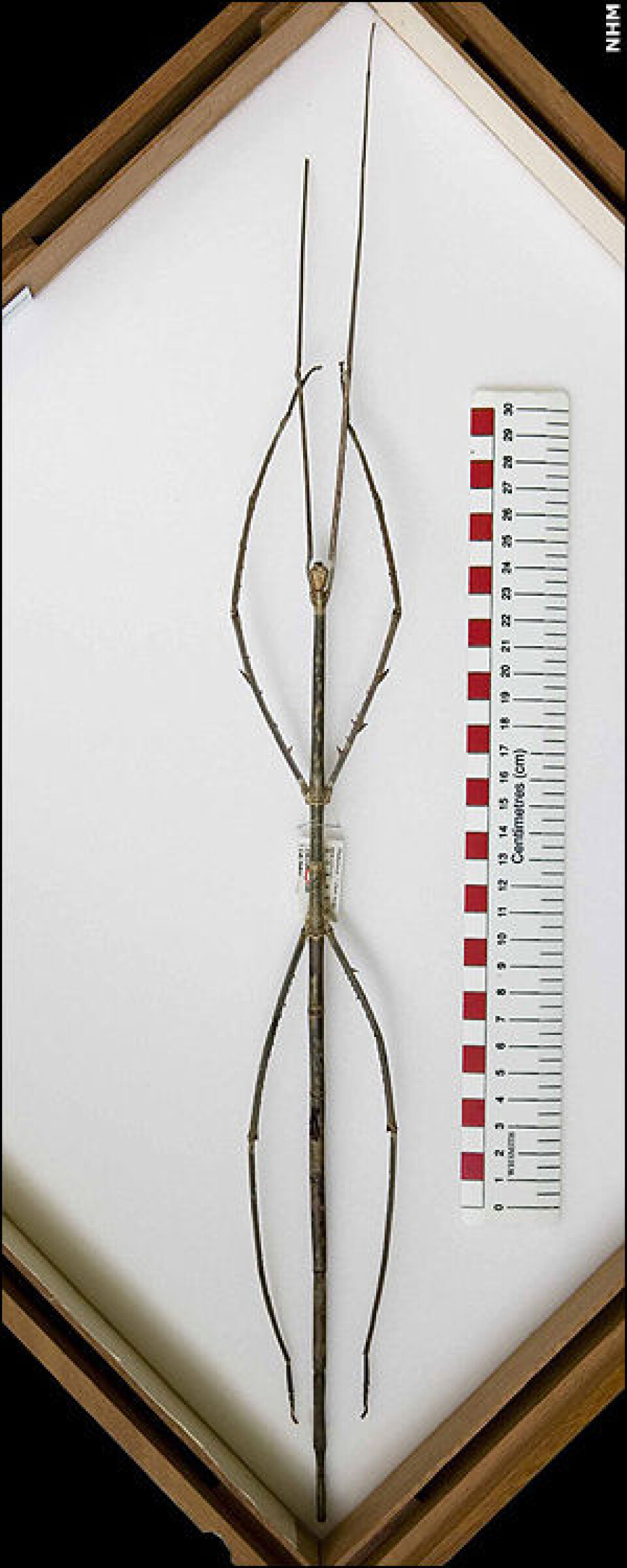 Phobaeticus Chani er verdens lengste insekt, og måler hele 56,7 centimeter når bena er utstrakt. (Foto: Natural History Museum)