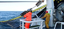 Forskere hjelper ringnotfiskere i jakten på det perfekte kast