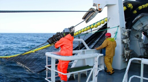 Forskere hjelper ringnotfiskere i jakten på det perfekte kast
