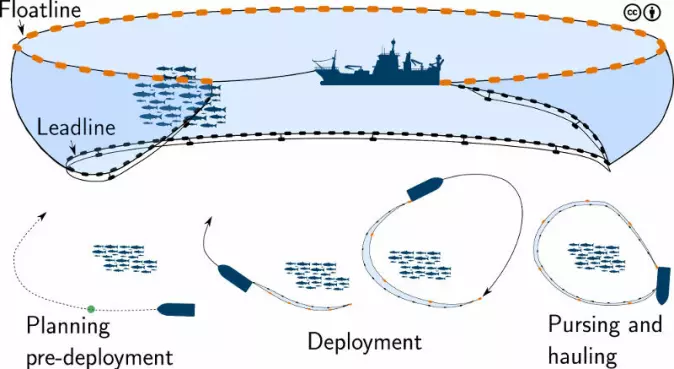 Denne illustrasjonen viser prosessen bak et ringnotkast. Det krever mye planlegging men kan gi stor gevinst for fiskerne om det gjennomføres riktig.