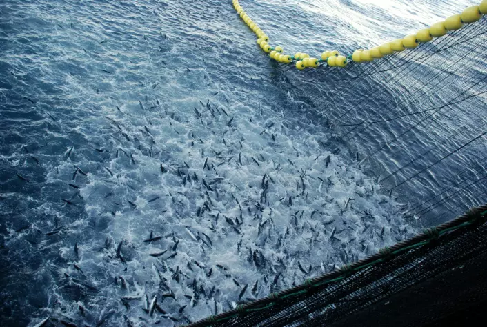 Det forskningsbaserte systemet skal hjelper fiskere med å ta beslutninger når ringnota skal ut. Det kan monteres på fartøy av forskjellige størrelser. Bildet er tatt på fiskebåten «Vendla», som fisker med ringnot.