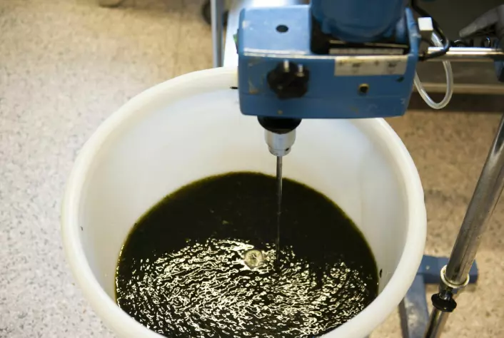 Grønn gugge blir til gull. I dag samarbeider forskere med alginatindustrien for å forbedre prosesser og utvikle nye måter å bruke taren på.