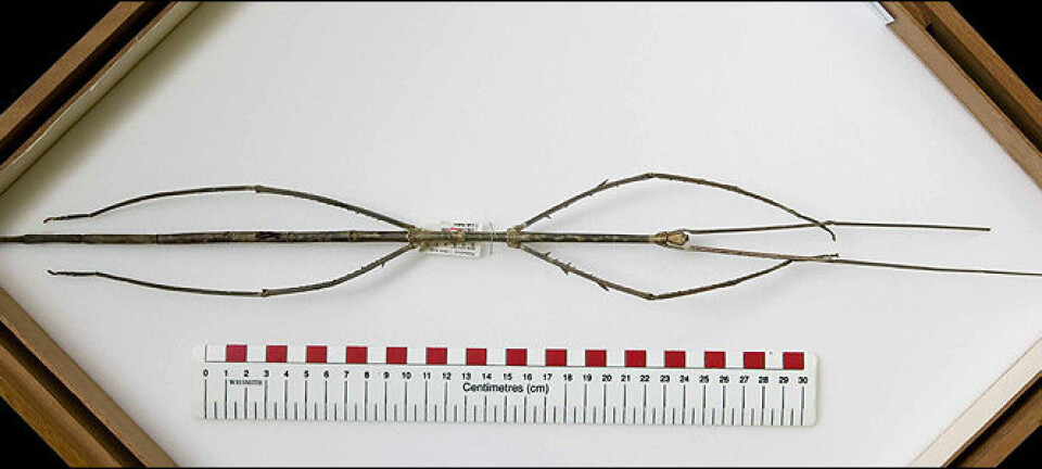 Phobaeticus Chani er verdens lengste insekt, og måler hele 56,7 centimeter når bena er utstrakt. (Foto: Natural History Museum)