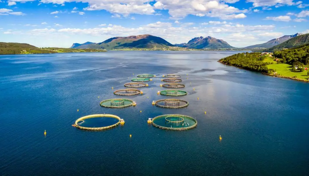 I Norge er reglene i havbruksnæringa de strengeste i verden.