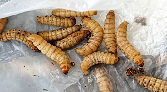 Disse larvene spiser plast, men liker det ikke