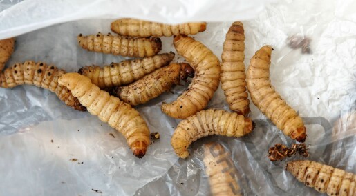 Disse larvene spiser plast, men liker det ikke Disse larvene spiser plast, men liker det ikke