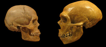 Det var en viktig forskjell mellom hjernen til neandertalere og moderne mennesker