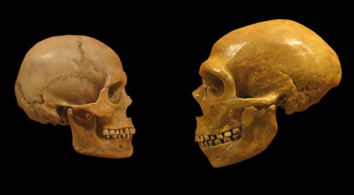 Det var en viktig forskjell mellom hjernen til neandertalere og moderne mennesker Det var en viktig forskjell mellom hjernen til neandertalere og moderne mennesker