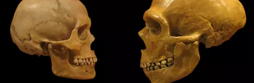 Viktig forskjell mellom hjernen til neandertalere og mennesker