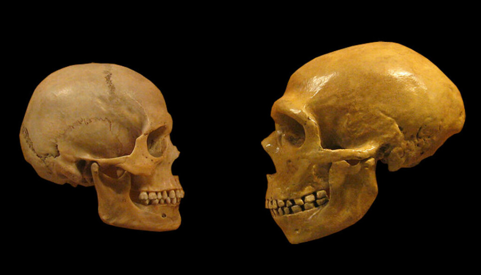 Moderne mennesker og neandertalere hadde omtrent like stor hjerne. Men det var likevel forskjeller, ifølge en ny studie.