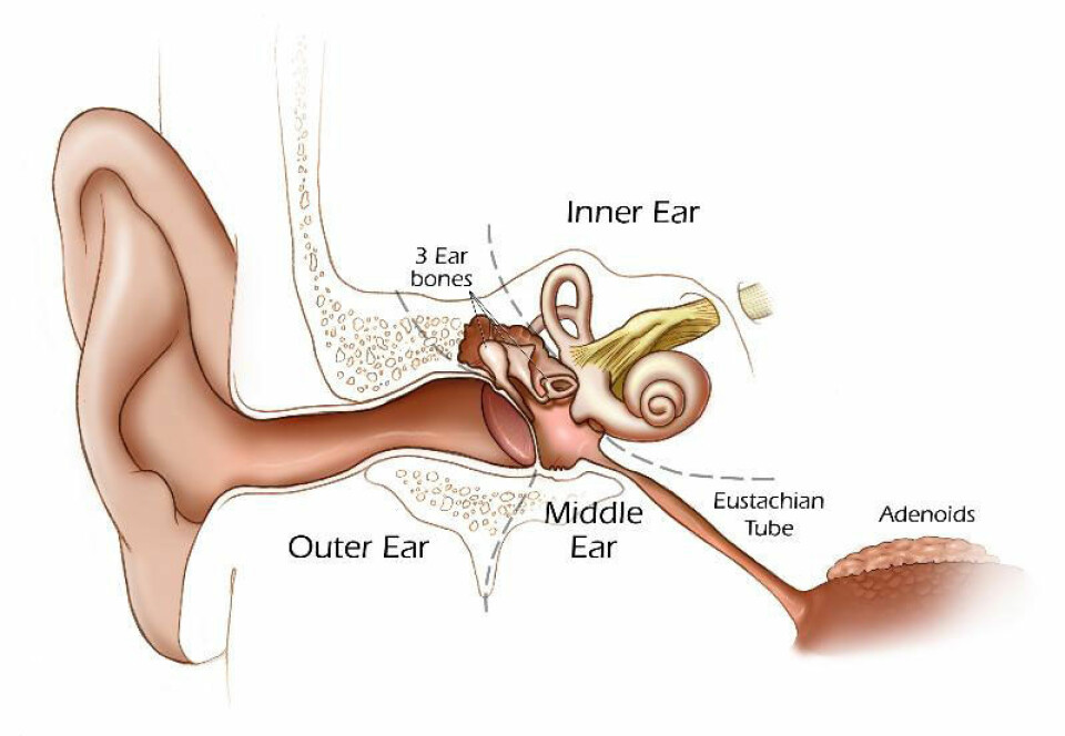 'Illustrasjon av øre og øregangen. Infeksjoner i mellomøret kan skade nerven chorda tympani. (Illustrasjon: National Institutes of Health)'