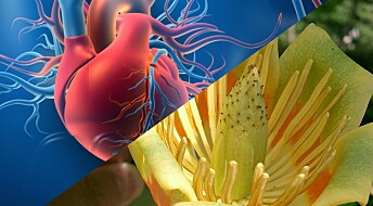Alternativ medisin kan vise seg å være kur mot uhelbredelig hjertesykdom