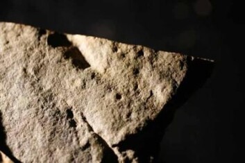 "På denne steinen fant forskerne det de mener er parallelle spor, knøttsmå runde merker, etter en flerbenet skapning, som trippet over sjøbunnen for omlag 570 millioner år siden. (Foto: Kevin Fitzsimons, Ohio State University)" "På denne steinen fant forskerne det de mener er parallelle spor, knøttsmå runde merker, etter en flerbenet skapning, som trippet over sjøbunnen for omlag 570 millioner år siden. (Foto: Kevin Fitzsimons, Ohio State University)"